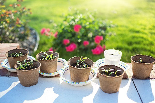Library Plant Swap