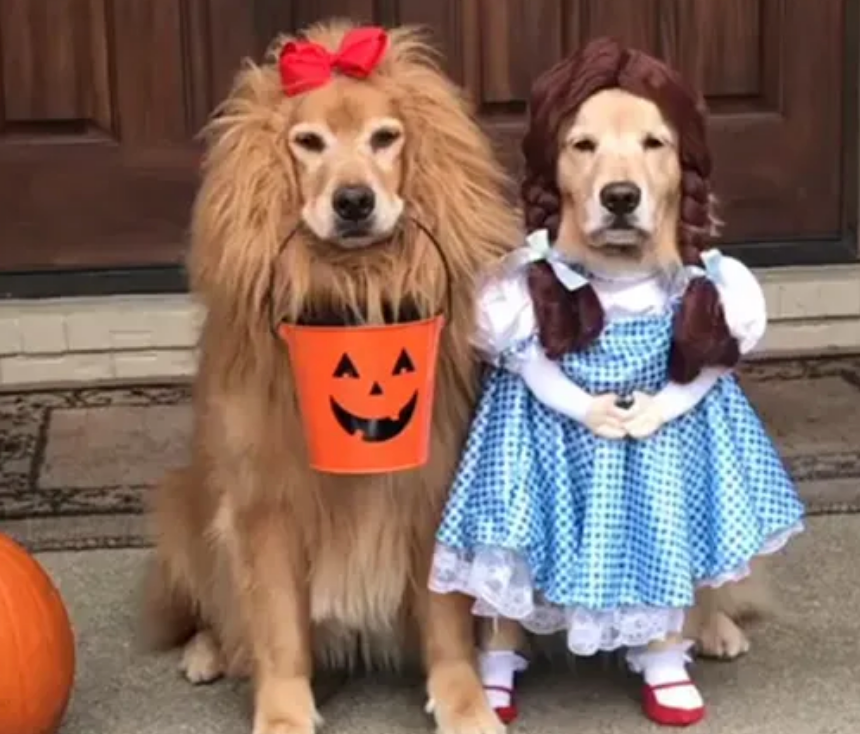 Read to a Dog