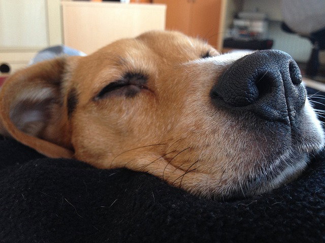 Read to a Dog