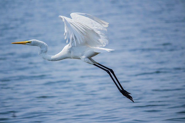 Birding in the Lowcountry