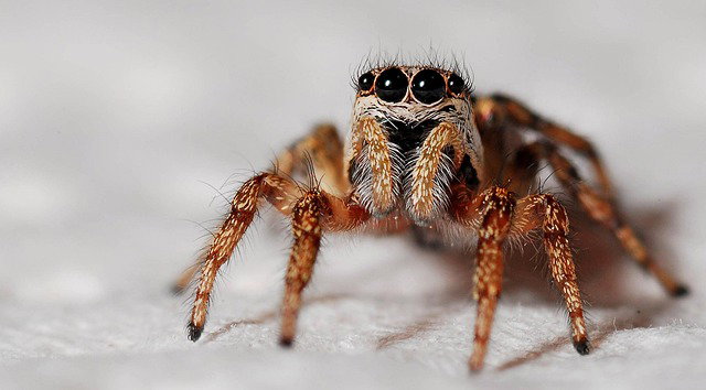STEM: Spiders