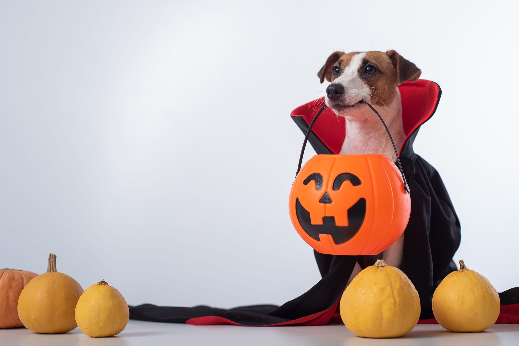 Storytime for 0-3's: Halloween Fun!