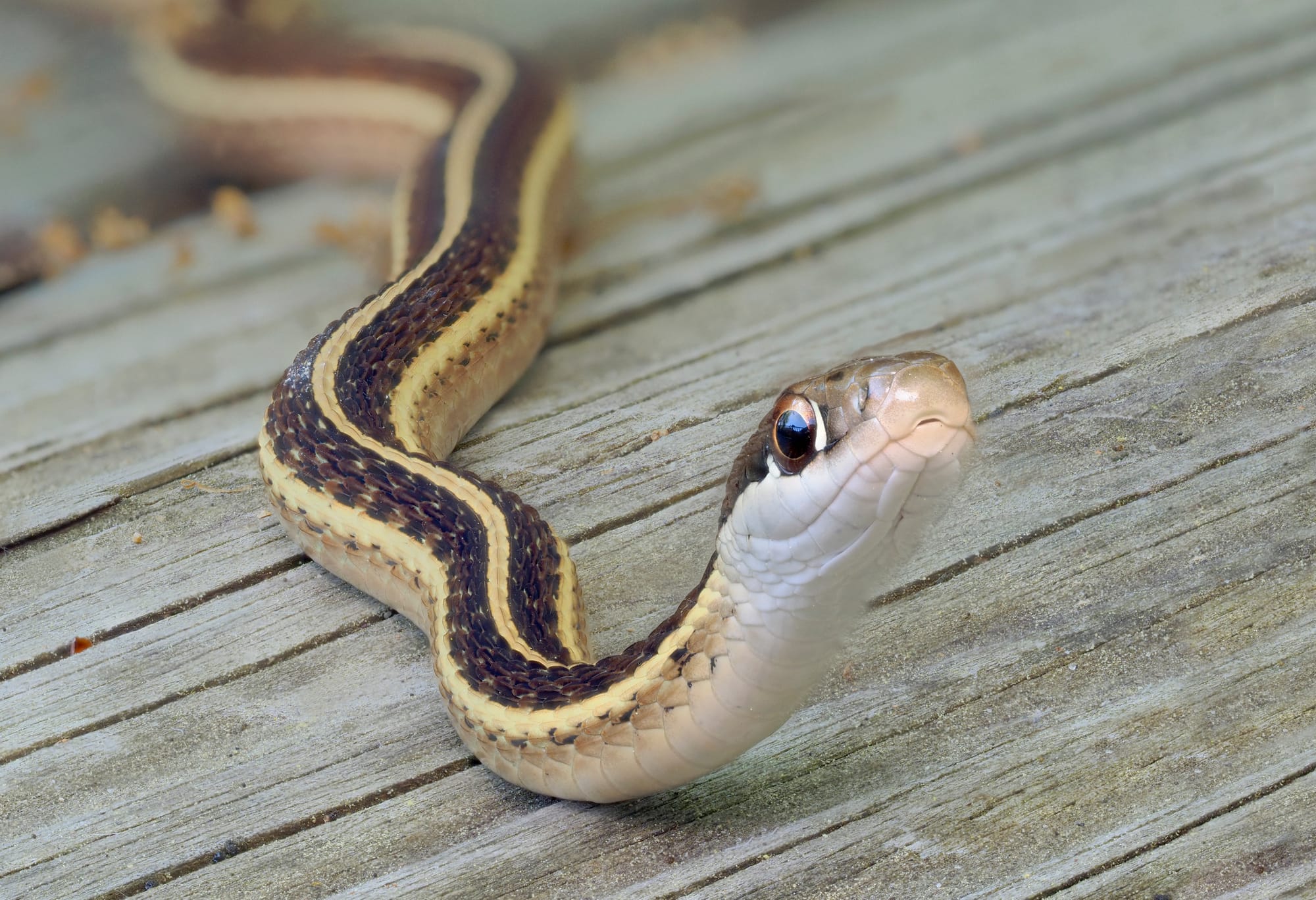 Venomous Sssnakes of South Carolina