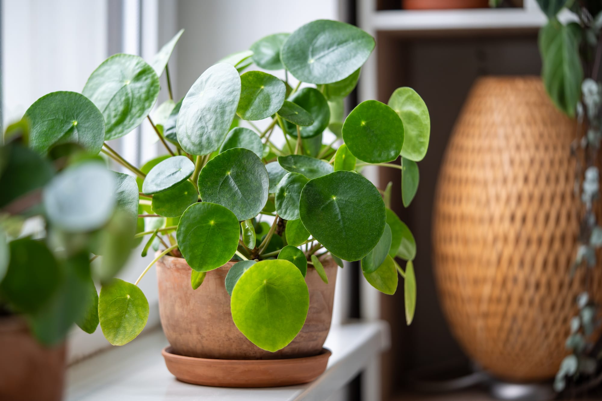 Library Plant Swap