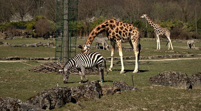 Library Travel Guide: Africa