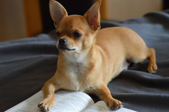 Read to a Dog
