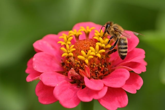 Great Southeast Pollinator Census
