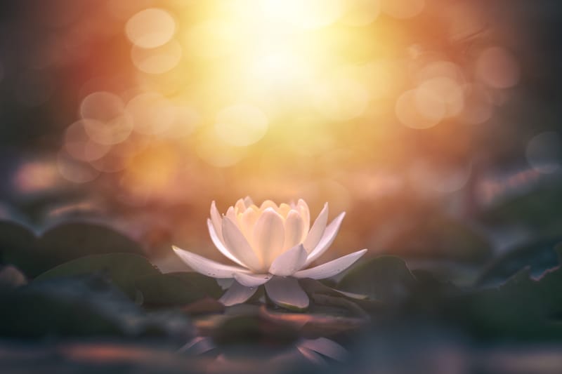 21 napos sors gyógyító meditációs program