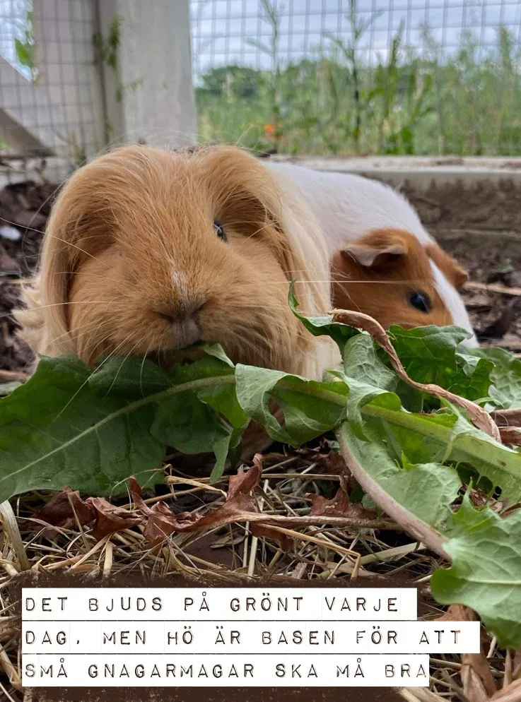 FRUKT, GRÖNT OCH GRENAR
