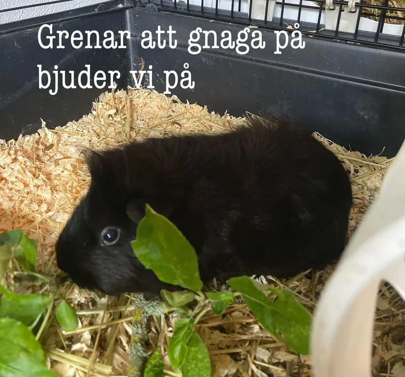 FRUKT, GRÖNT OCH GRENAR