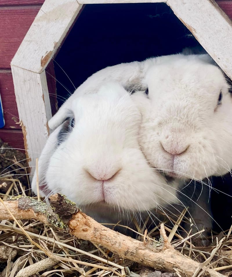 Sätta ihop två kaniner