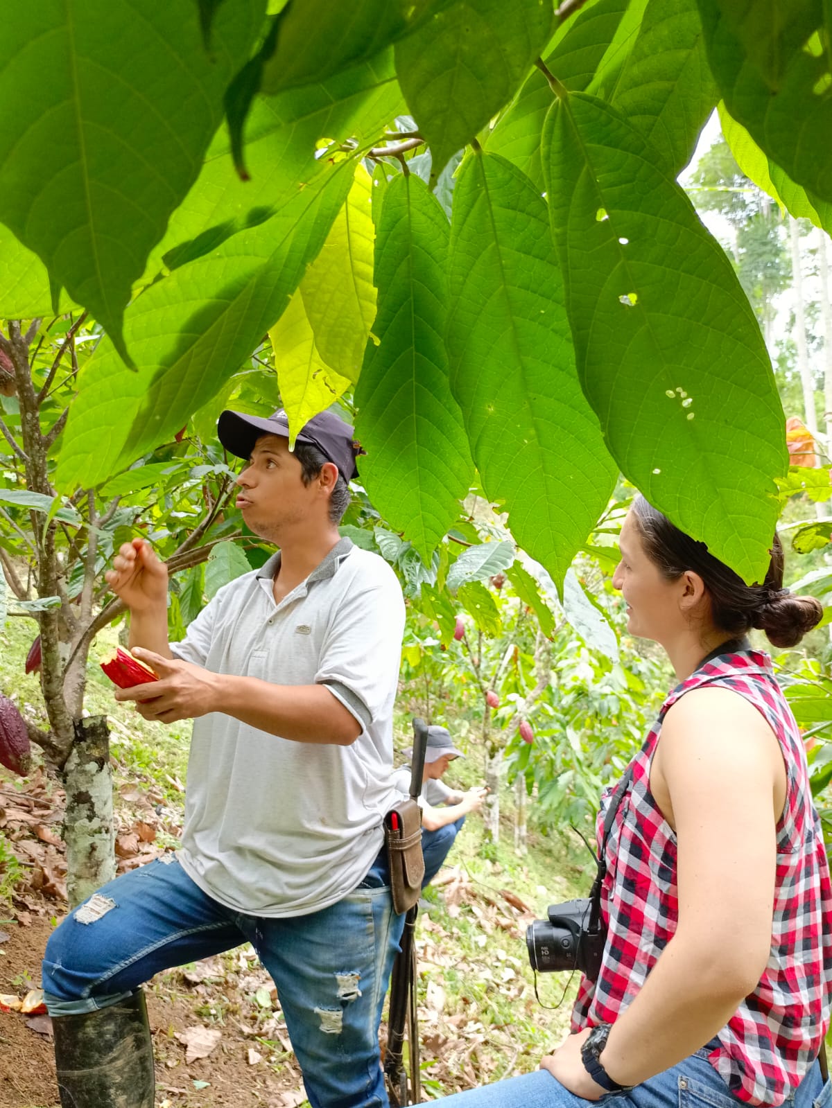 The role of land cover change on cacao