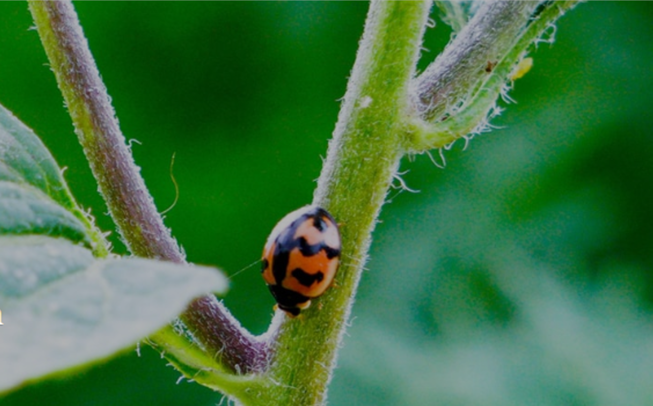 Effects of global change factors on physiology and behavior