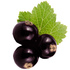 Burgundy blackcurrant