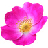 Wild rose