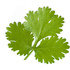 Coriander