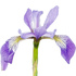 Florentine iris