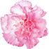 Carnation