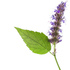 Singapore patchouli