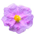 Spanish cistus