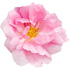 Turkish rose absolute Orpur®