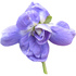 Parma violet