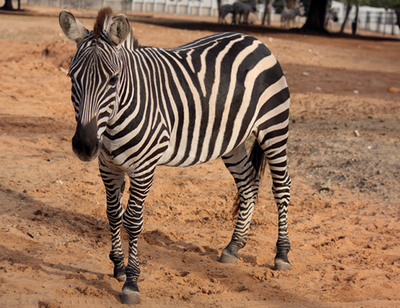 עיתון "רפואה וטרינרית מרץ 2025