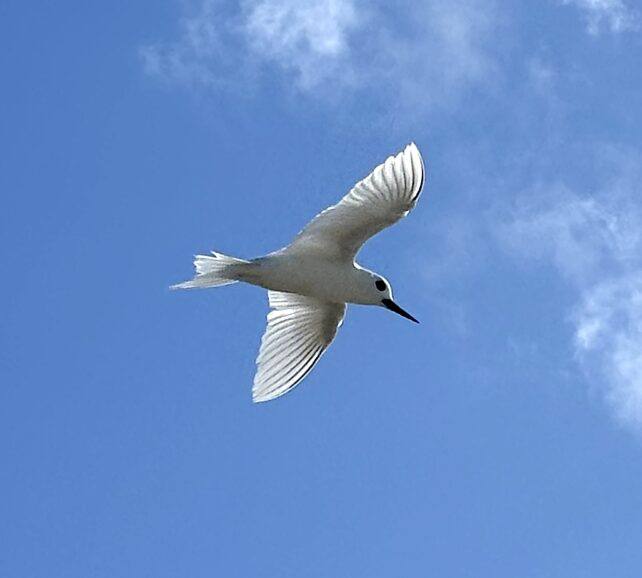 دیده شدن ترنج سفید کمیاب برای دومین بار در دریای کارائیب