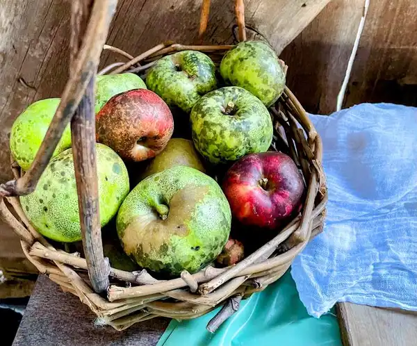 Colonial Pennsylvania Farmstead: Colonial New Year