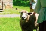 Colonial Pennsylvania Farmstead: Sheep Sheering