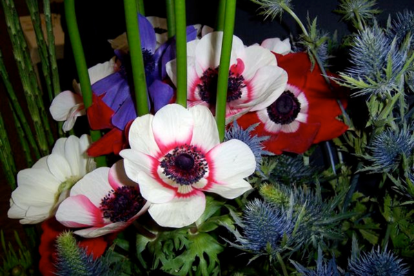 Scott Arboretum: Patriotic Flowers