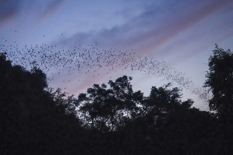 Bat Walk