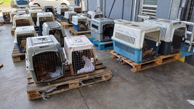 COPA DE CARGA Guadalupe y Dependencias del 13 de mayo de 2024