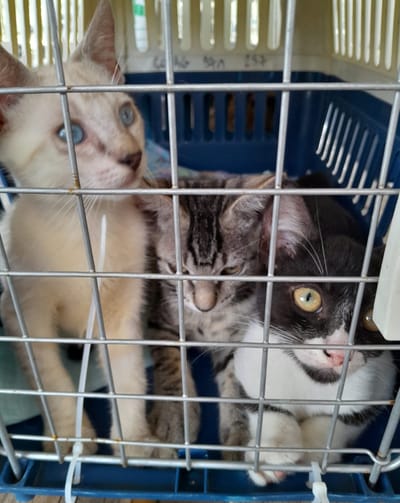 COPA DE CARGA Guadalupe y Dependencias del 17 de mayo de 2024