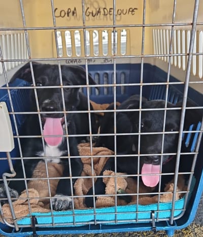 COPA DE CARGA Guadalupe y Dependencias del 24 de mayo de 2024