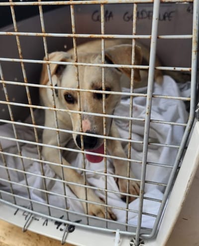 FRET Le COPA Guadeloupe et Dépendances du 17 juin 2024