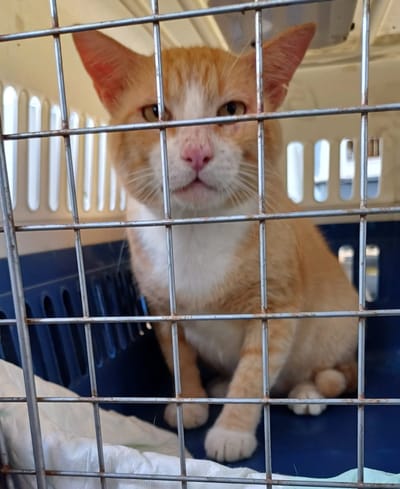 FRET Le COPA Guadeloupe et Dépendances du 27 juin 2024