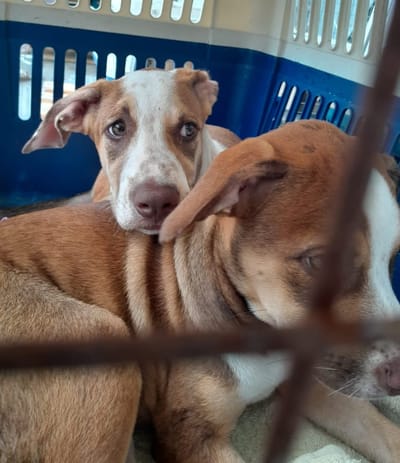 FRET Le COPA Guadeloupe et Dépendances du 05 juillet 2024