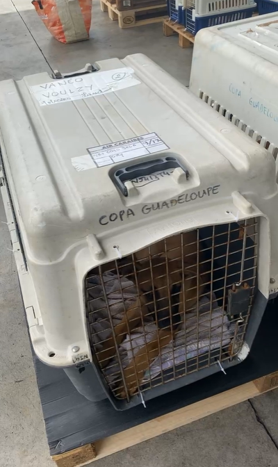 FRET Le COPA Guadeloupe et Dépendances du 18 juillet 2024