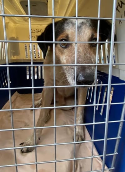 FRET COPA Guadeloupe du 31 juillet 2024