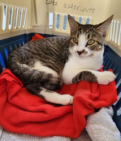 FRET Le COPA Guadeloupe et Dépendances du 09 octobre 2024