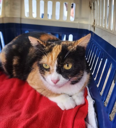 FRET Le COPA Guadeloupe et Dépendances du 11 octobre 2024