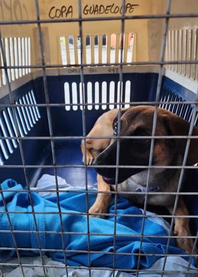 FRET Le COPA Guadeloupe et Dépendances du 23 octobre 2024