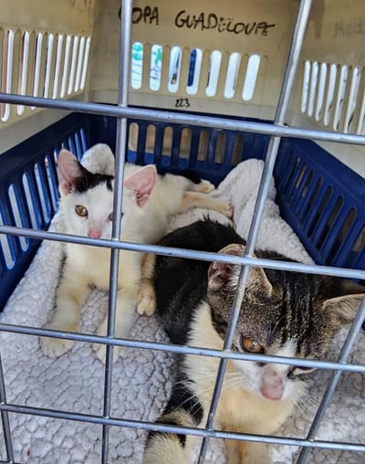 FRET Le COPA Guadeloupe et Dépendances du 25 octobre 2024