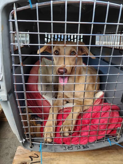 FRET COPA GUADELOUPE DU 5 NOVEMBRE