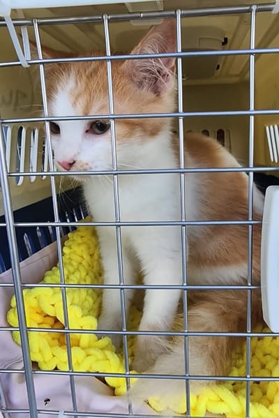 FRET Le COPA Guadeloupe et Dépendances du 06 décembre 2024