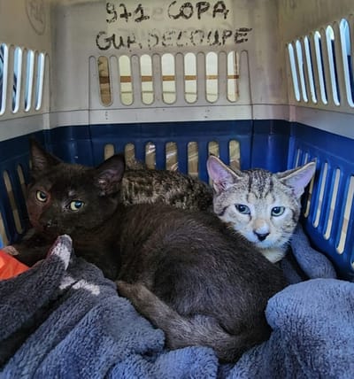 FRET Le COPA Guadeloupe et Dépendances du 13 décembre 2024