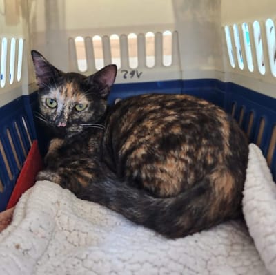 FRET Le COPA Guadeloupe et Dépendances du 19 décembre 2024