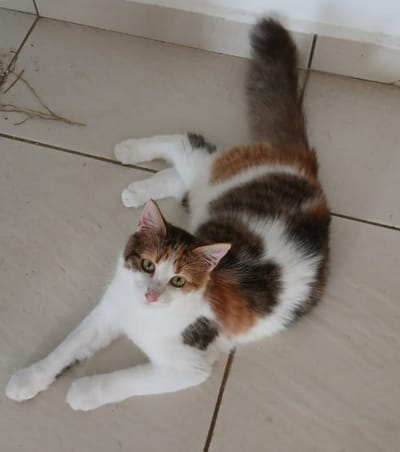 FRET LE COPA GUADELOUPE DU 23 DECEMBRE 2024