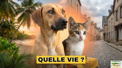 La réalité cachée derrière les transferts d'animaux de la Guadeloupe vers la France